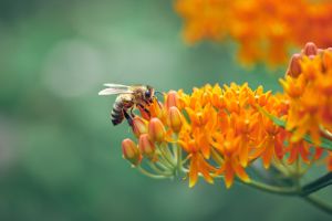 Mit dem Volksbegehren Artenschutz wollen die Antragsteller den Lebensraum für Bienen erhalten. Foto: dpa/imagebroker